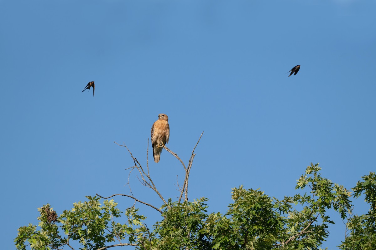 Red-shouldered Hawk - ML636168411