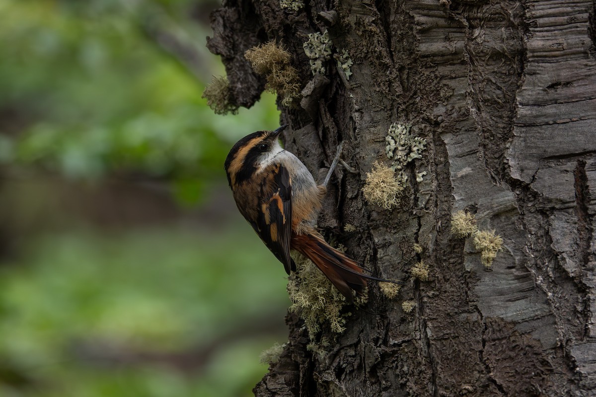 Diken Kuyruklu Rayadito - ML636168502