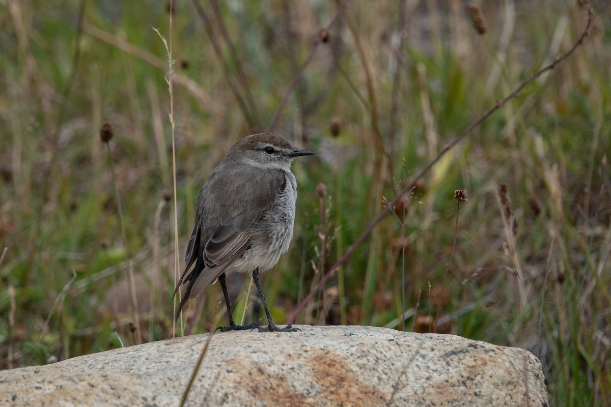 Ak Kaşlı Yer Tiranı - ML636168603