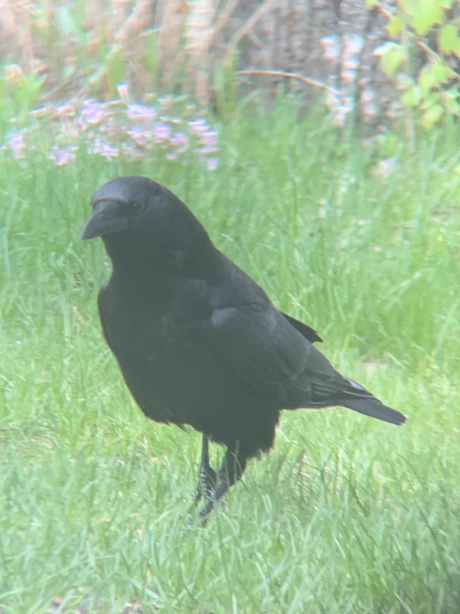 American Crow - ML636168635
