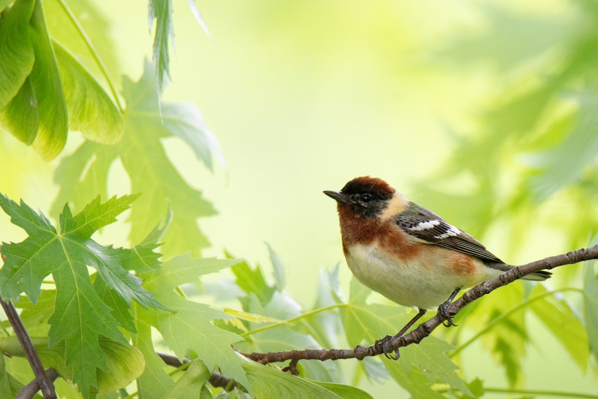 Bay-breasted Warbler - ML636168683