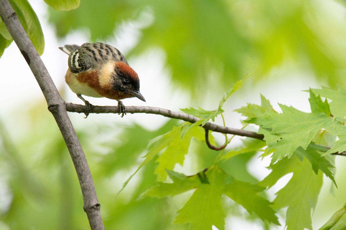 Bay-breasted Warbler - ML636168690