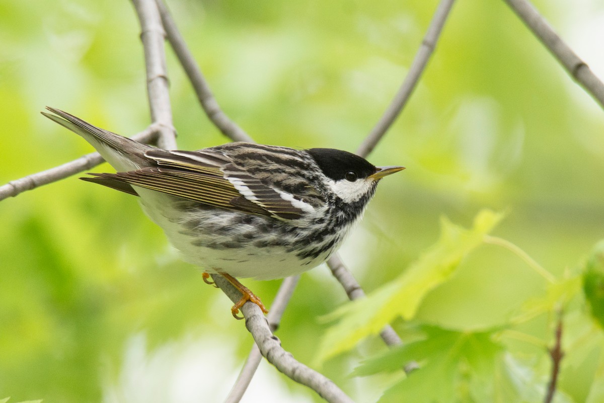 Blackpoll Warbler - ML636168708