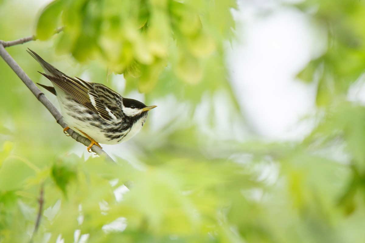 Blackpoll Warbler - ML636168711