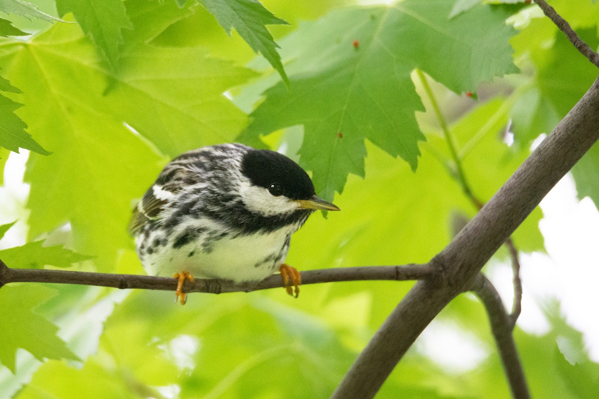 Blackpoll Warbler - ML636168712