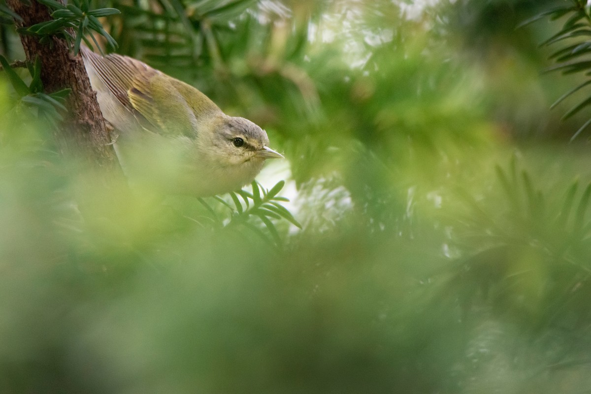 Tennessee Warbler - ML636168741