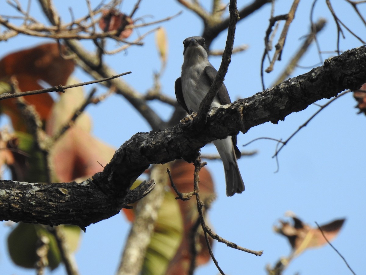 Malabar Woodshrike - ML636168889