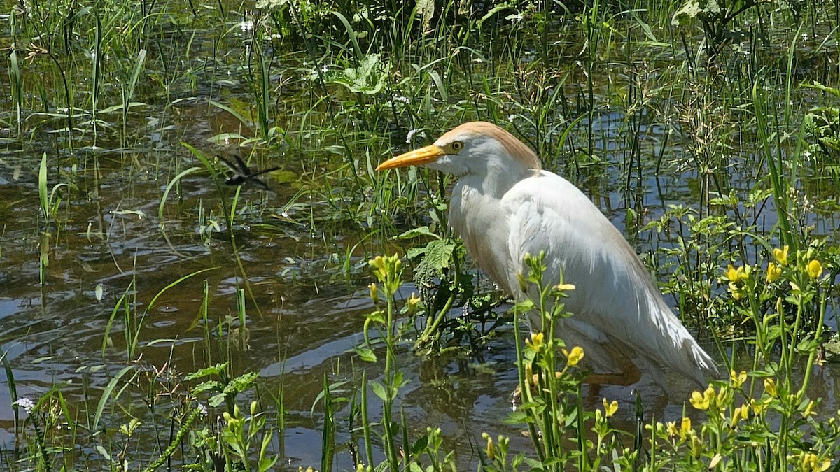 Western Cattle-Egret - ML636168974