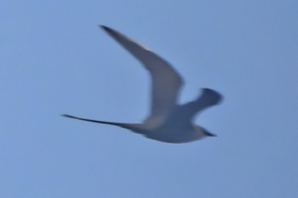 Long-tailed Jaeger - ML636168982