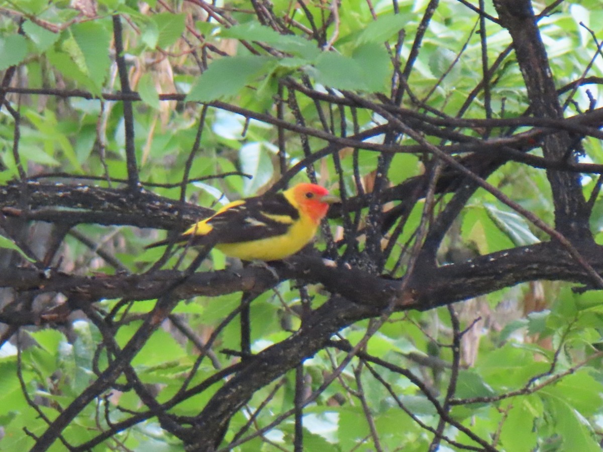Western Tanager - ML636169054