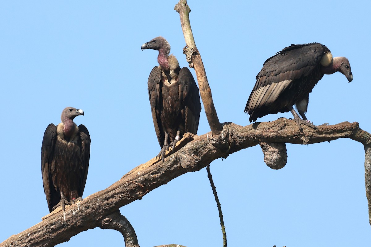 Slender-billed Vulture - ML636169096