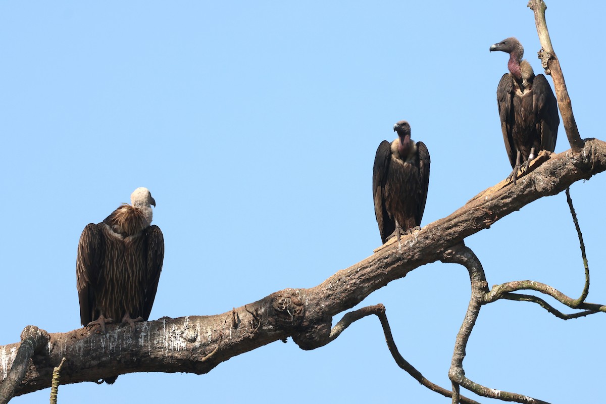 Slender-billed Vulture - ML636169097