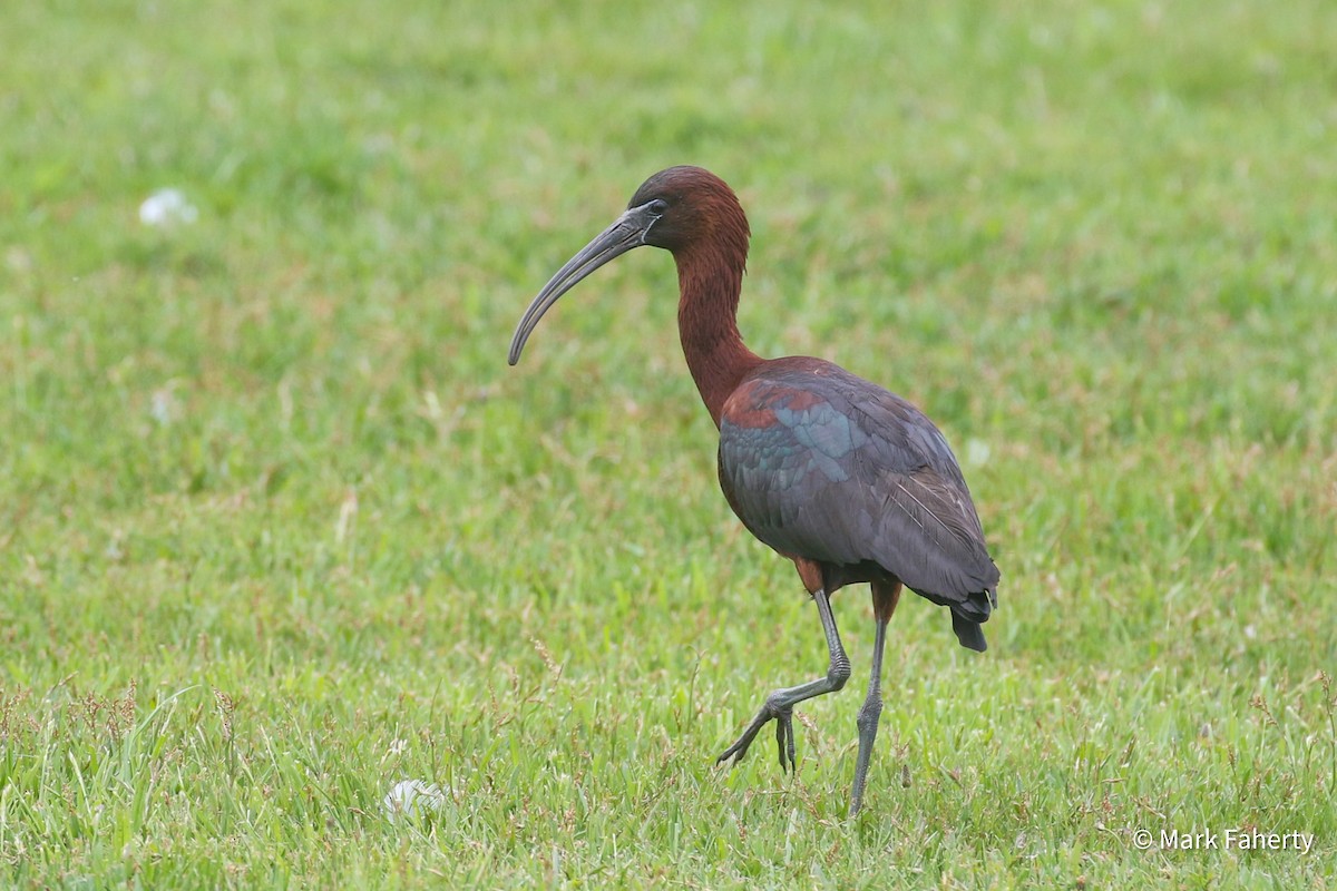 Гялаан билүүс - ML636169110