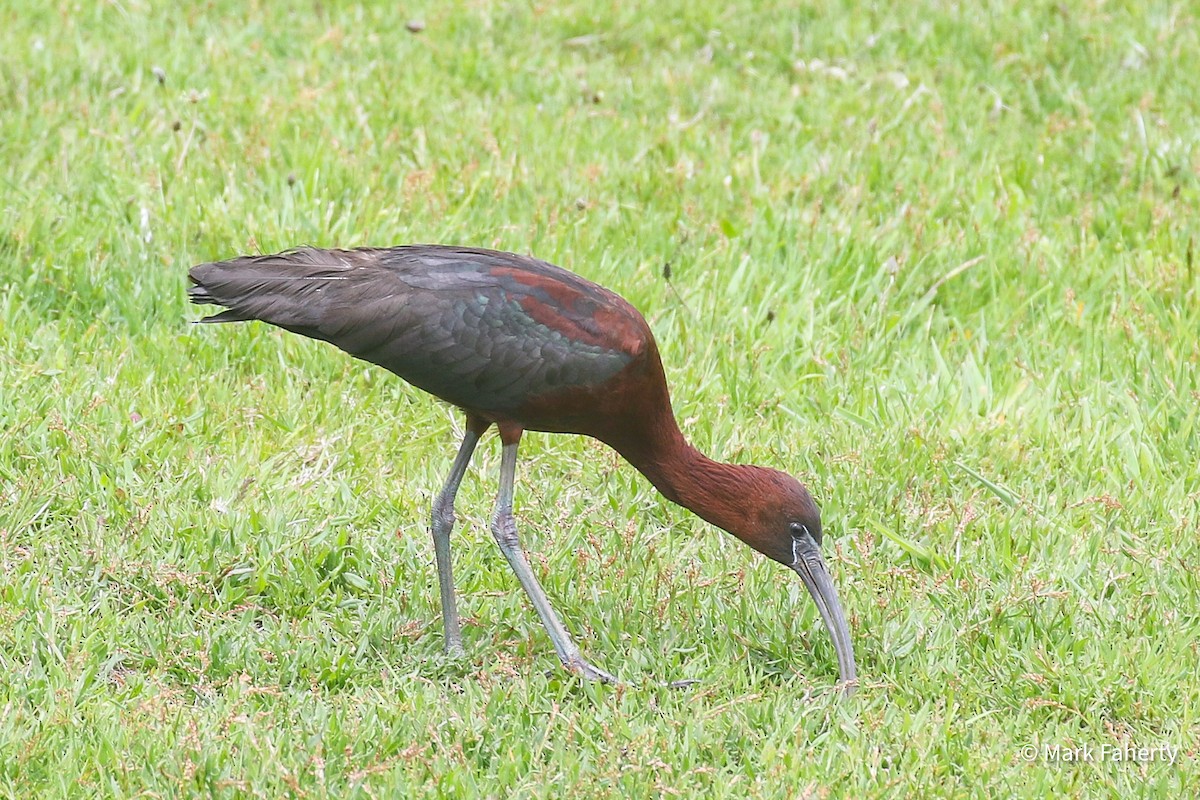 Гялаан билүүс - ML636169111