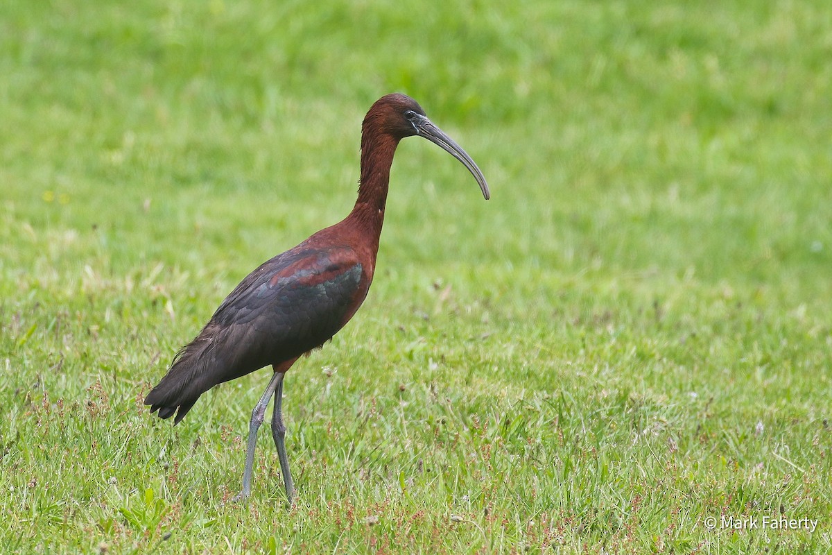 Гялаан билүүс - ML636169112