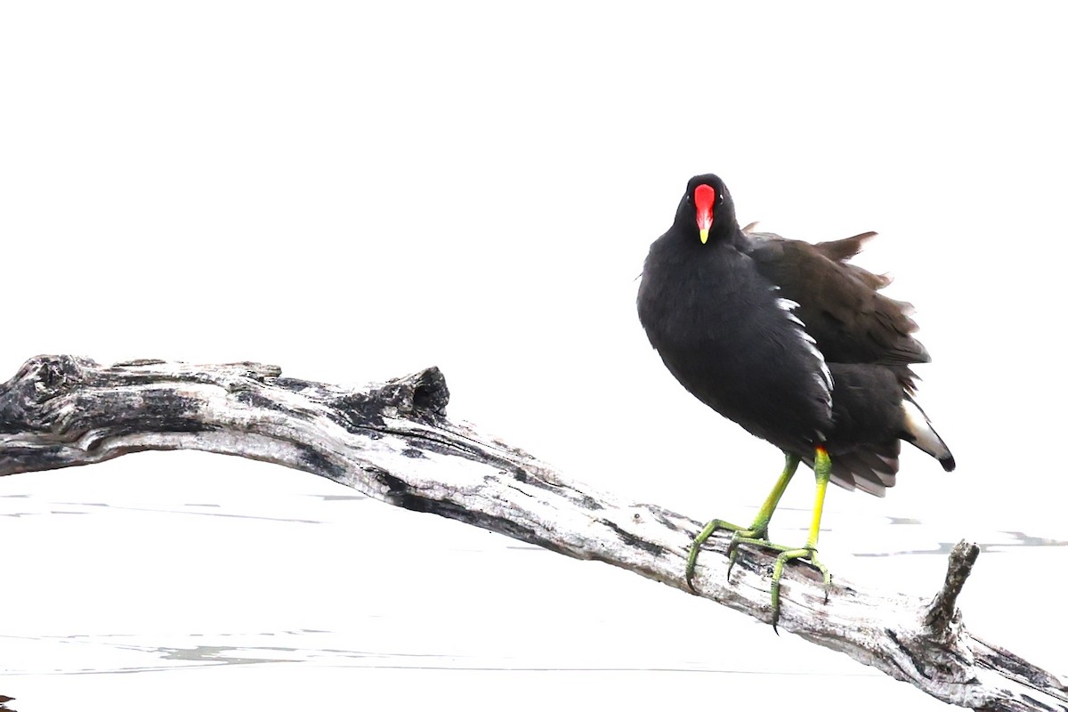 Eurasian Moorhen - ML636169219