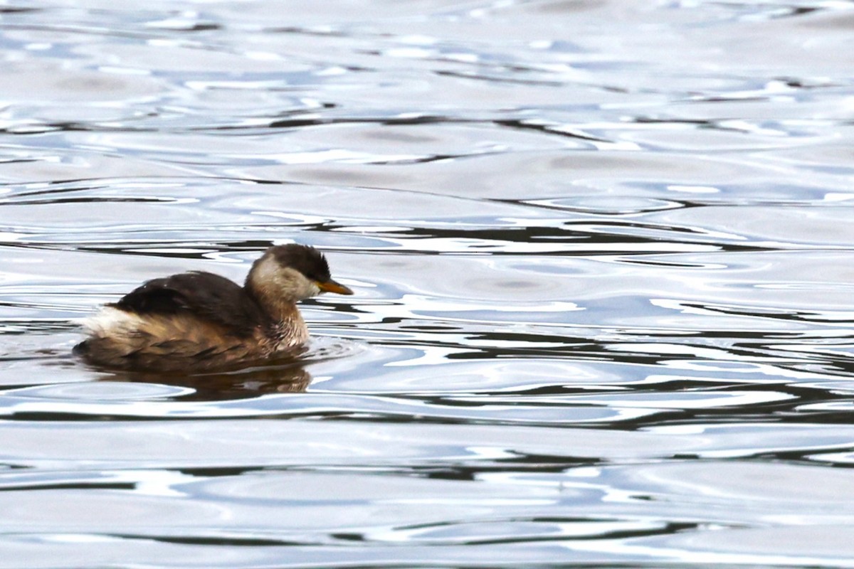 Eared Grebe - ML636169235