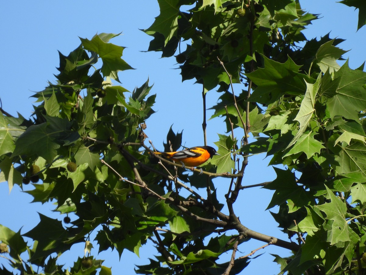 Baltimore Oriole - ML636169266