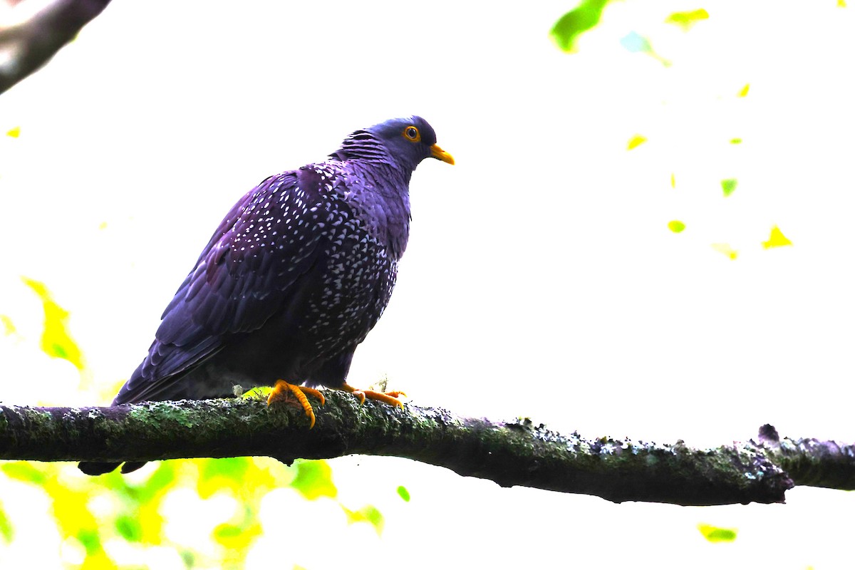 Rameron Pigeon - ML636169277