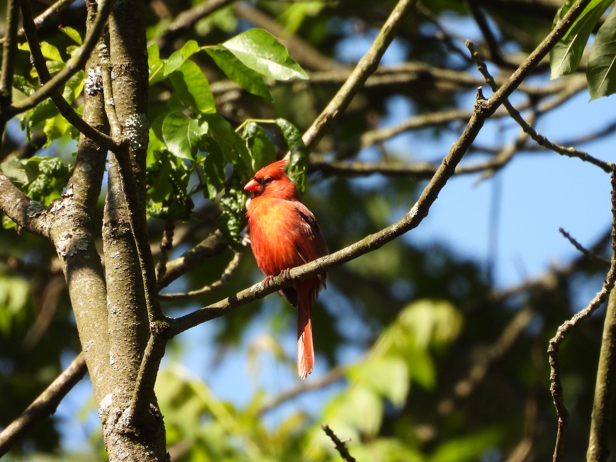 Northern Cardinal - ML636169280