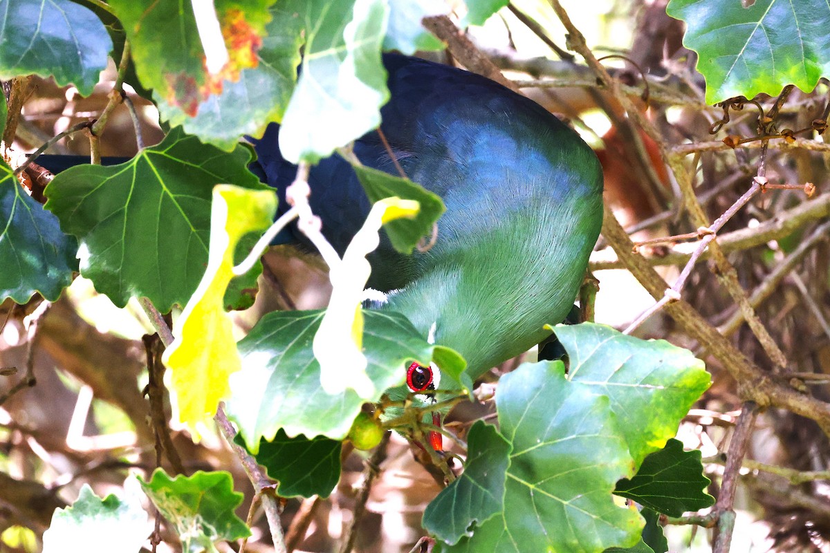 Knysna Turaco (Southern) - ML636169282