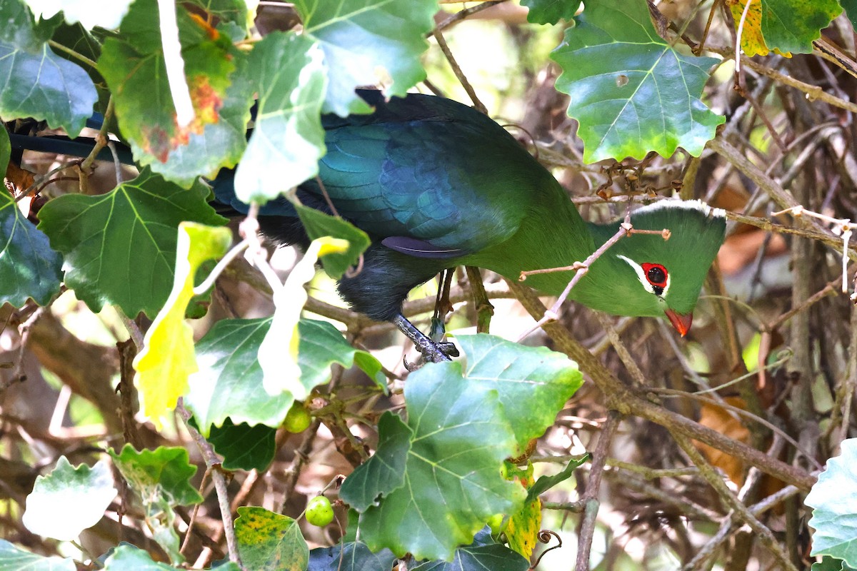 Knysna Turaco (Southern) - ML636169283