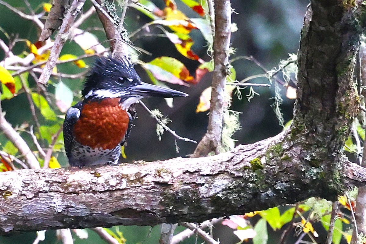 Giant Kingfisher - ML636169303
