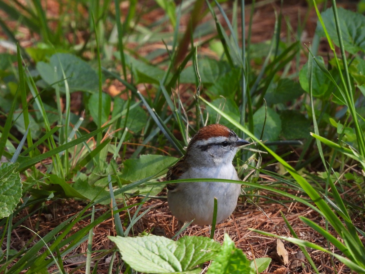 Chipping Sparrow - ML636169305