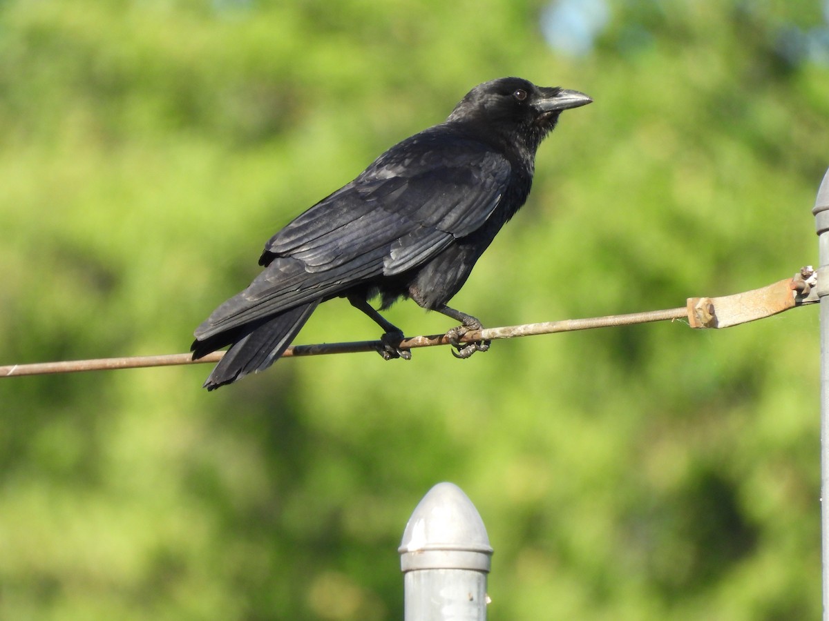 American Crow - ML636169317