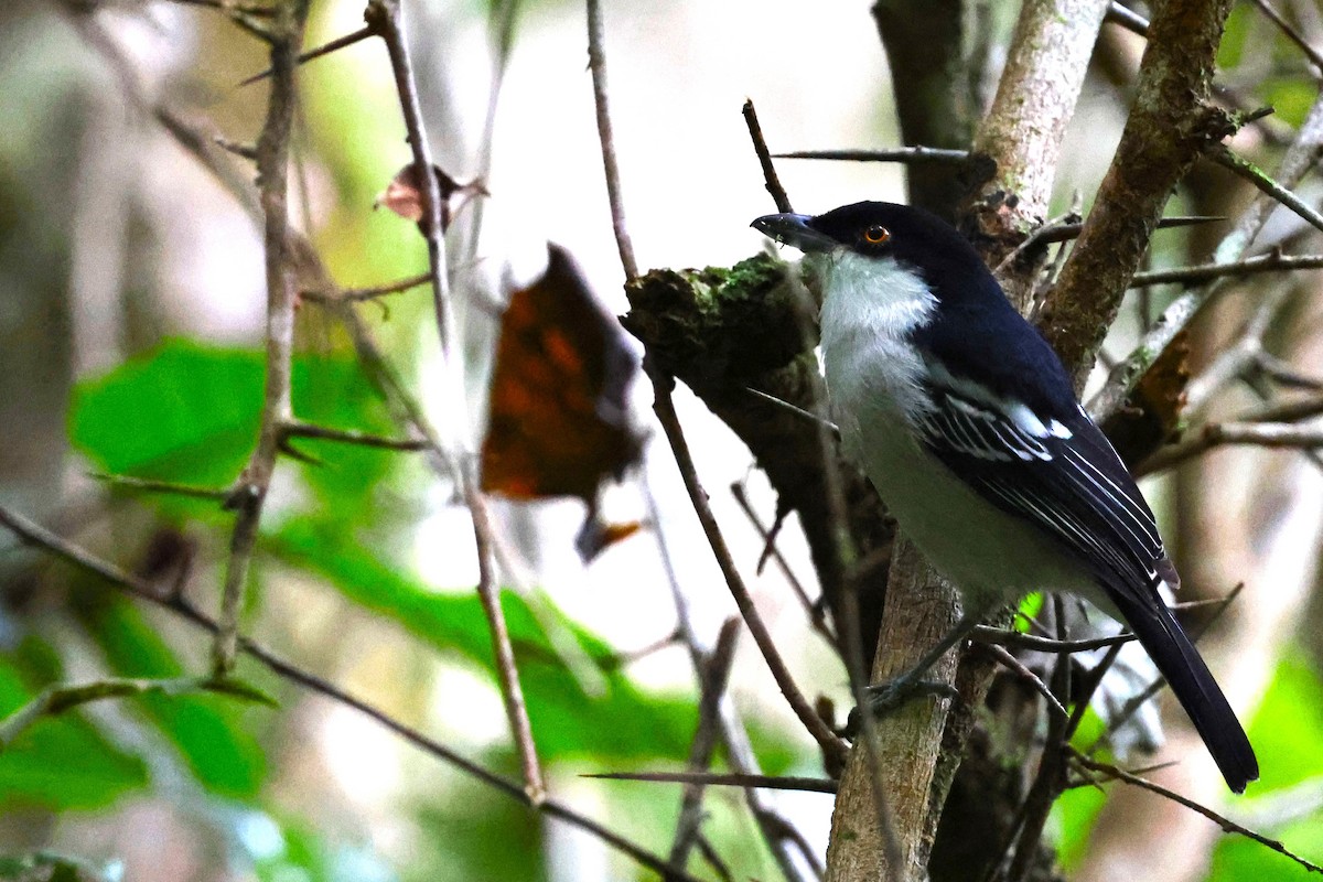 Black-backed Puffback - ML636169327