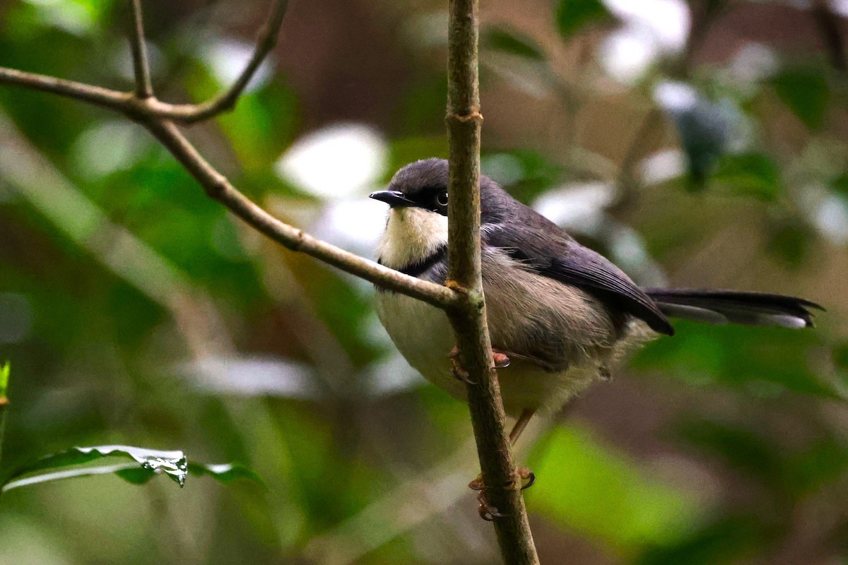 Bar-throated Apalis - ML636169348