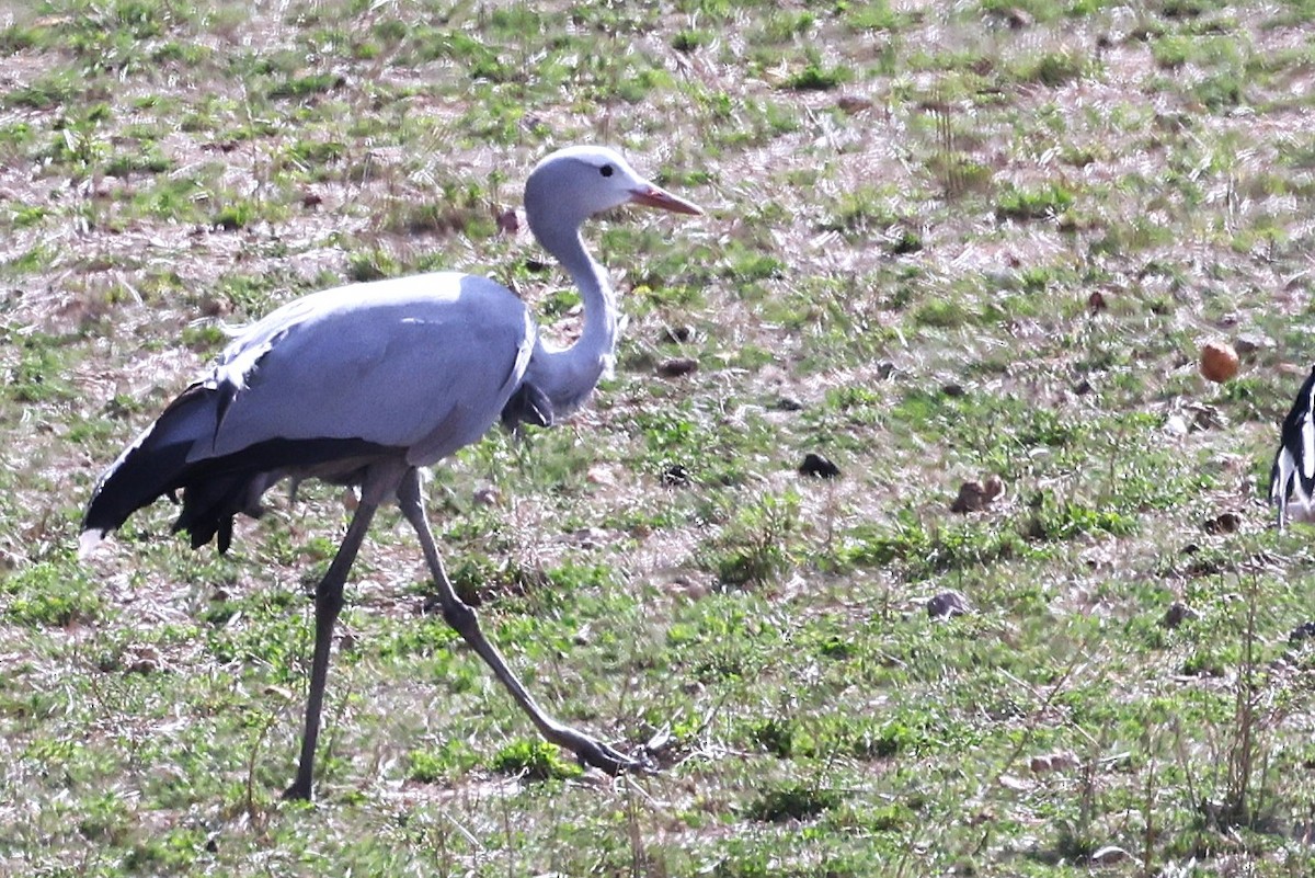 Blue Crane - ML636169428