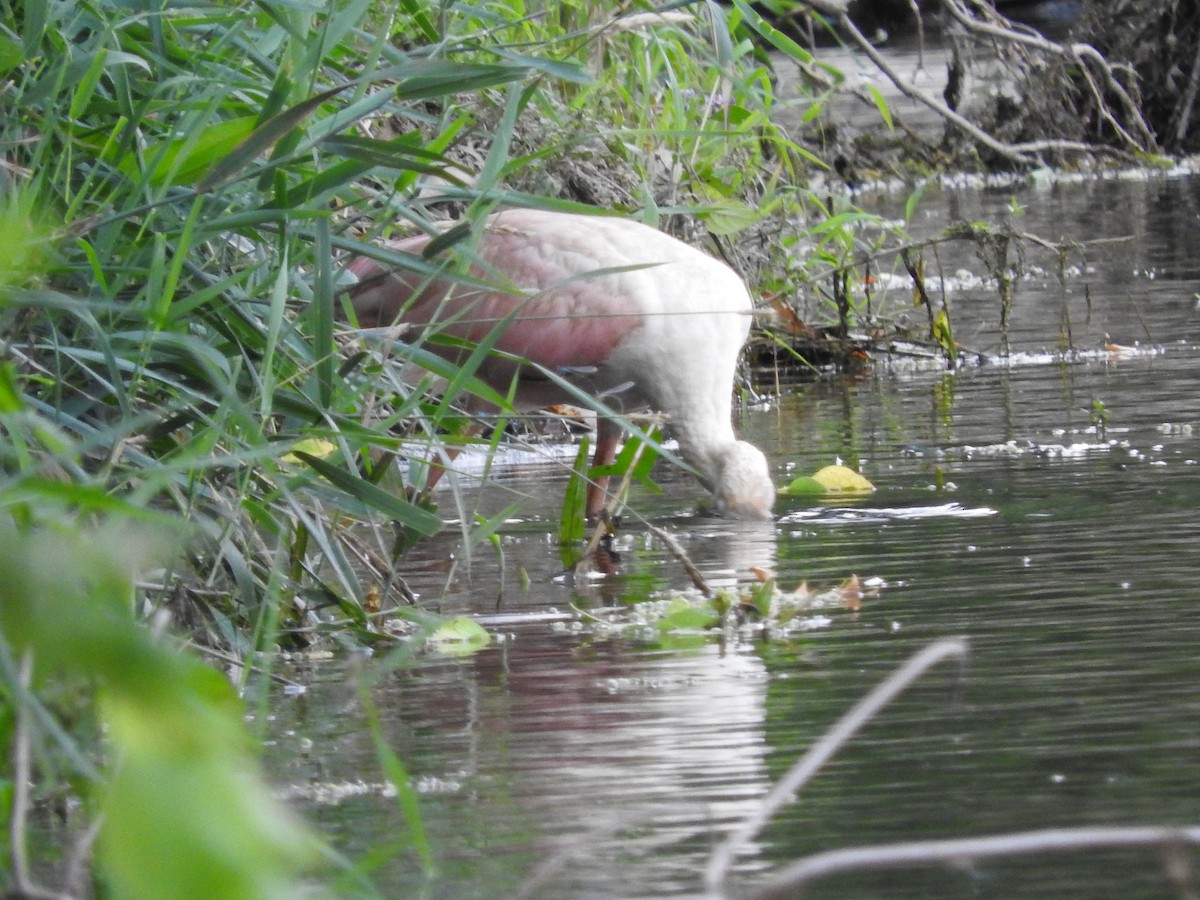 Roseate Spoonbill - Scott Brookens