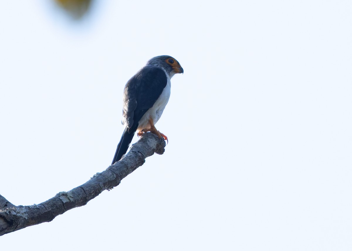 White-rumped Falcon - ML636169647