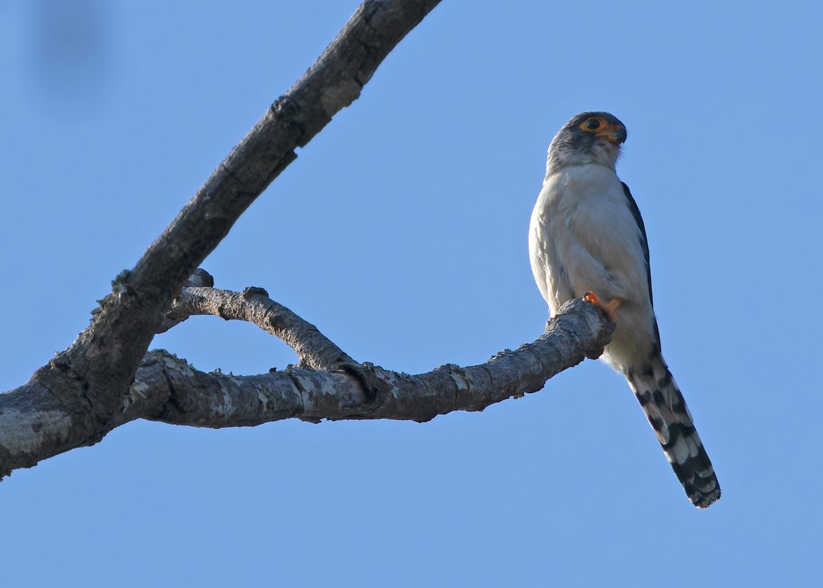White-rumped Falcon - ML636169648