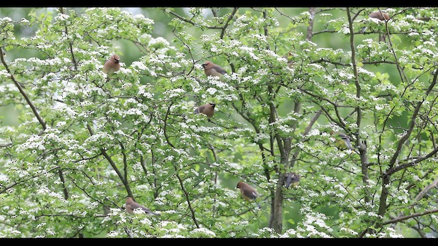 Cedar Waxwing - ML636169682