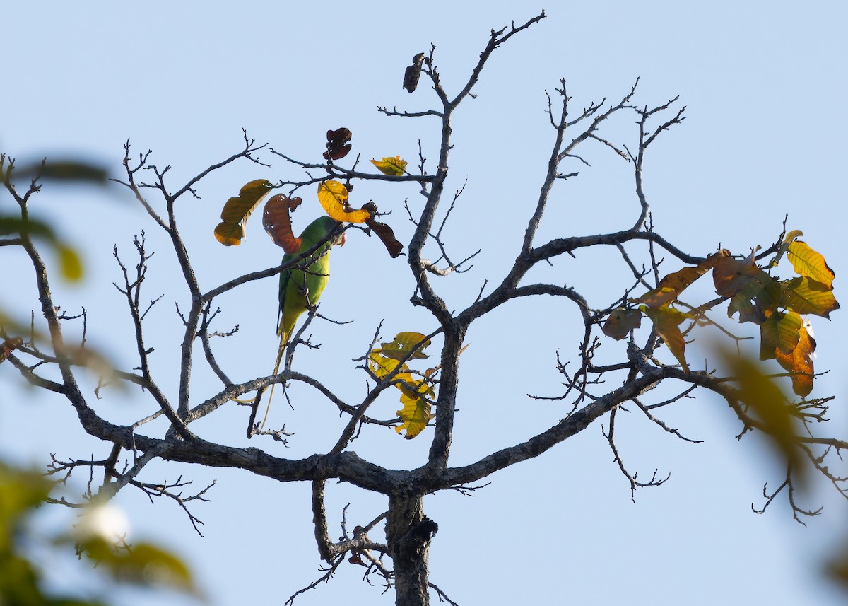 Gray-headed Parakeet - ML636169683