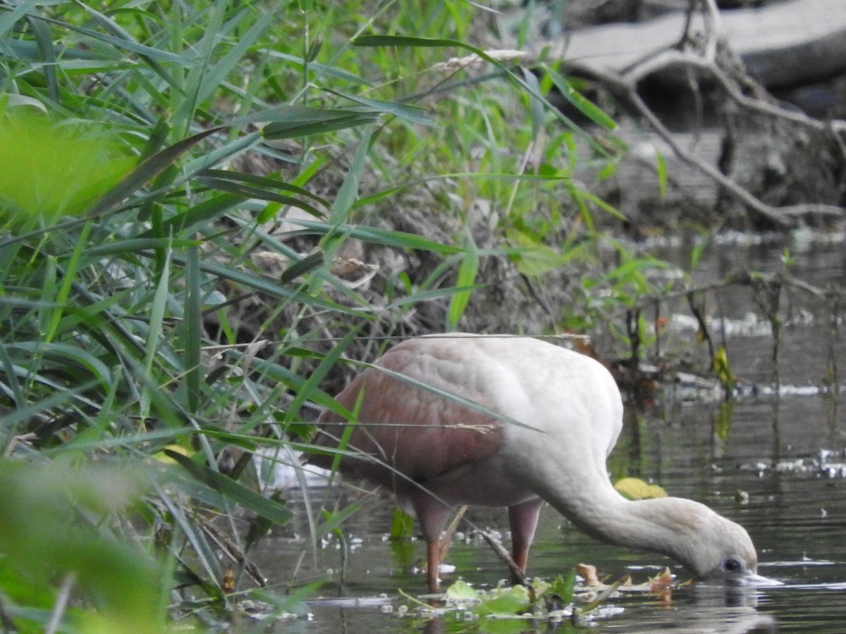 Roseate Spoonbill - Scott Brookens