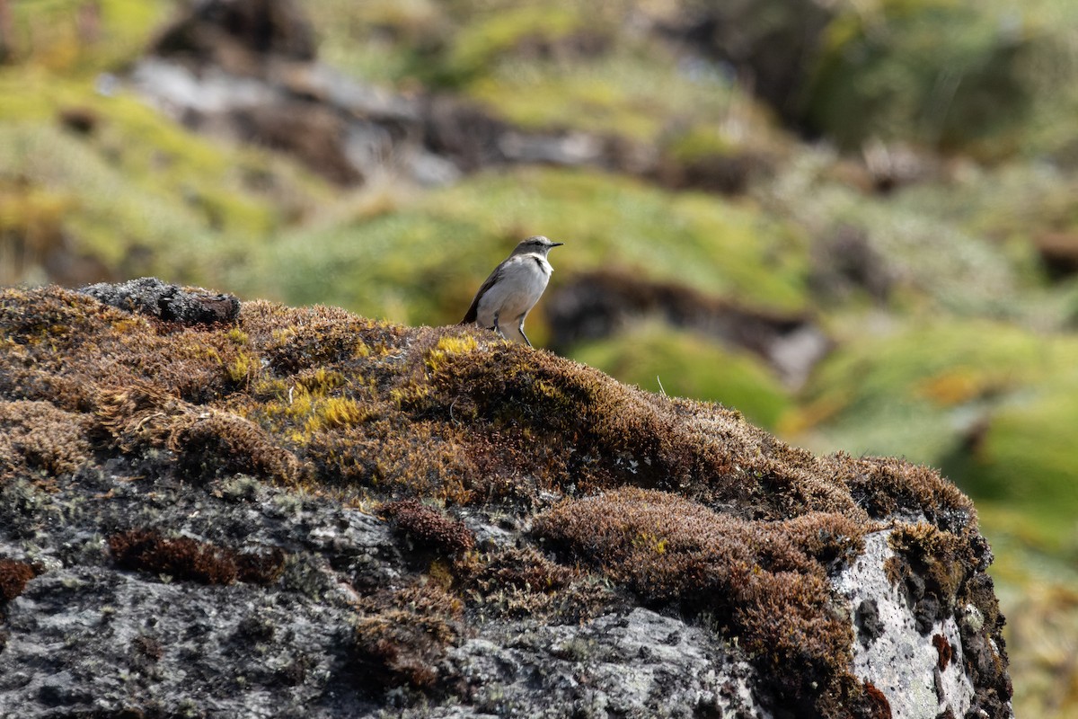 Plain-capped Ground-Tyrant - ML636169726