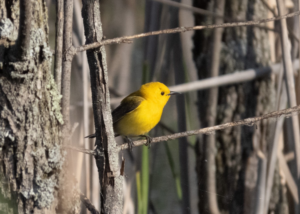 Prothonotary Warbler - ML636169765