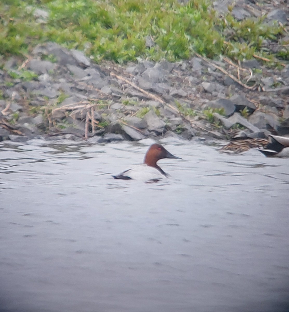 Canvasback - ML636169787