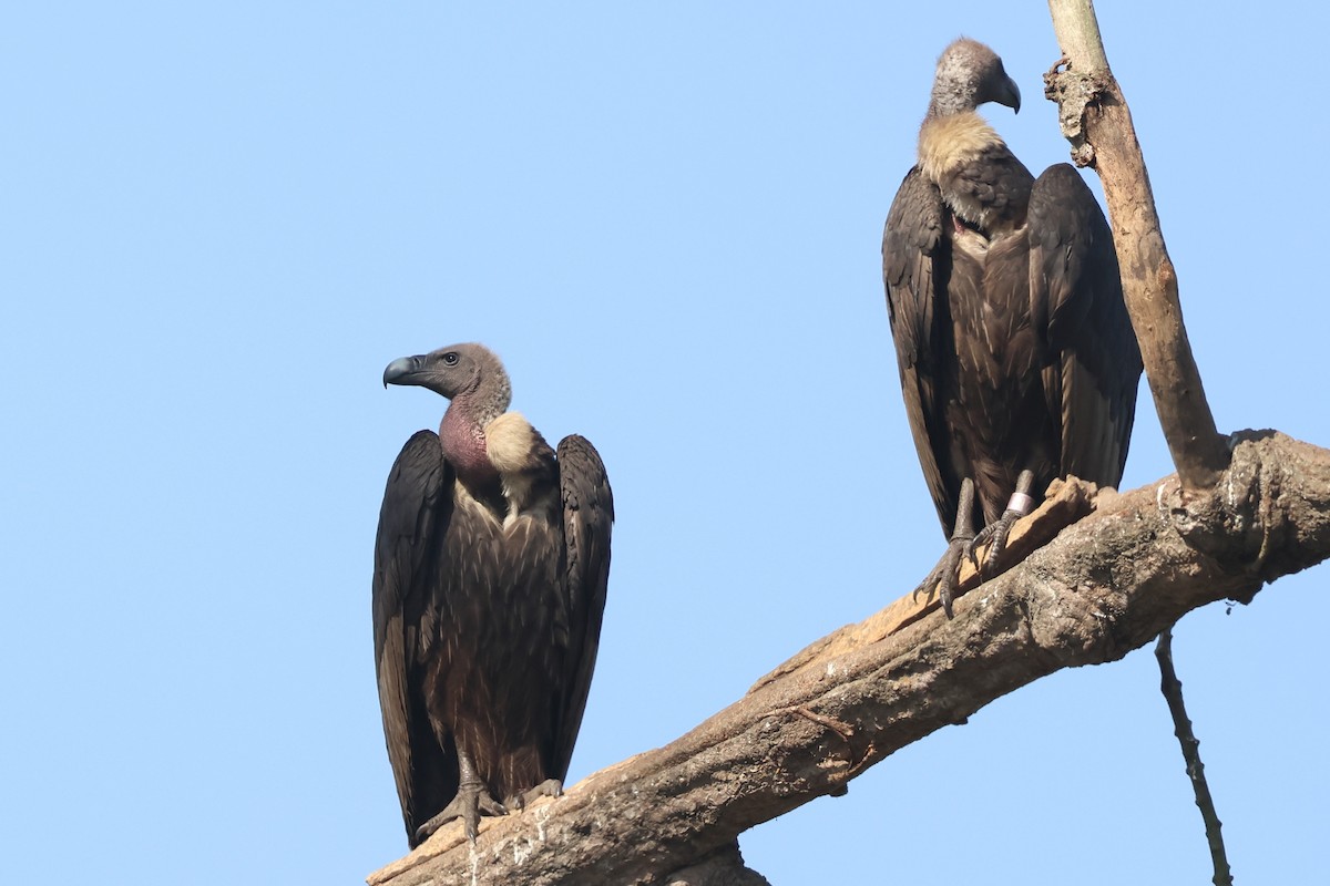 Slender-billed Vulture - ML636169824