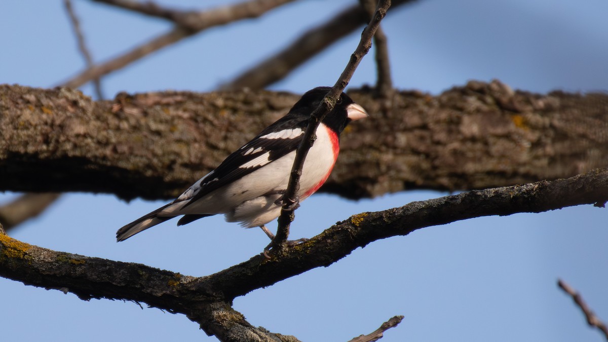 Rose-breasted Grosbeak - ML636169830
