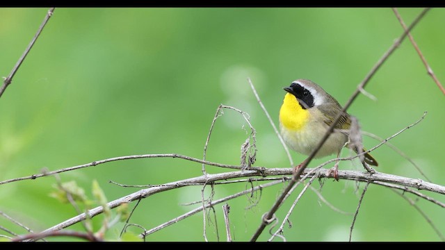 Common Yellowthroat - ML636169834