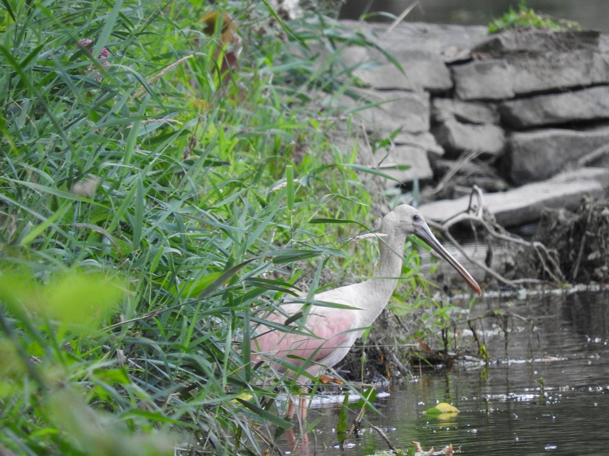 Roseate Spoonbill - ML63616991