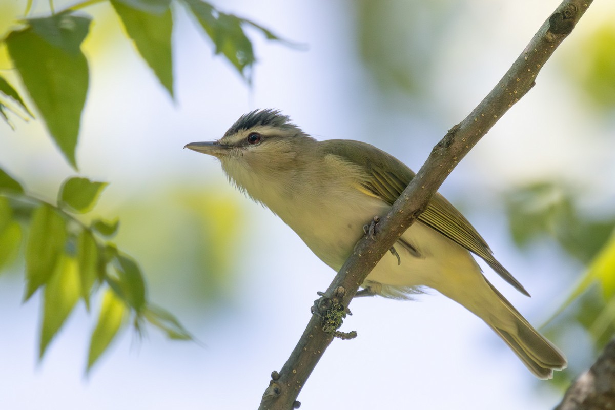 Red-eyed Vireo - ML636169919