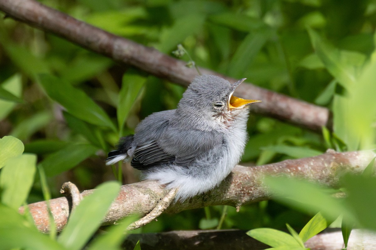 Blue-gray Gnatcatcher - ML636169931