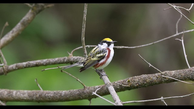 ワキチャアメリカムシクイ - ML636169932