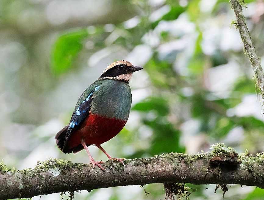 pita konžská - ML636170005