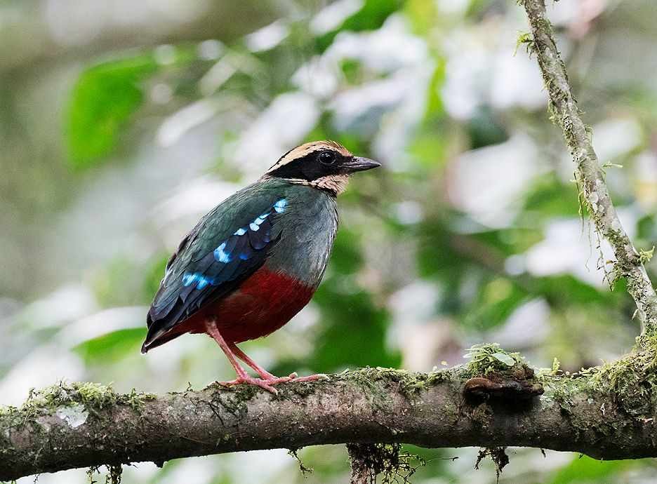 pita konžská - ML636170006